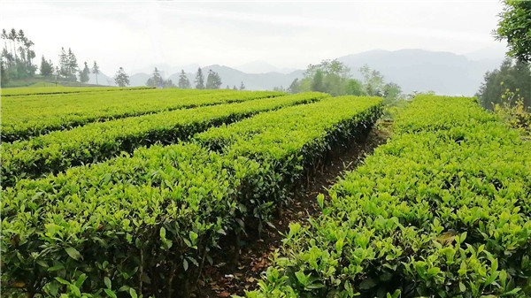 涇陽(yáng)茯磚茶種植基地