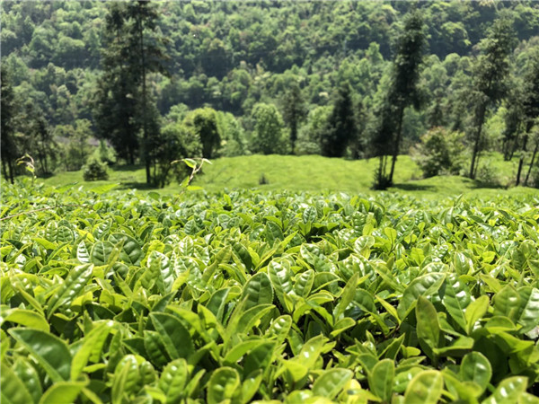 涇陽茯茶